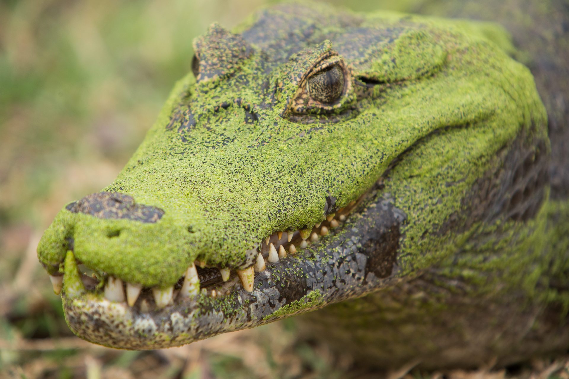 MS - Fauna - Pantanal - Jacaré 04 (visitmsoficial)